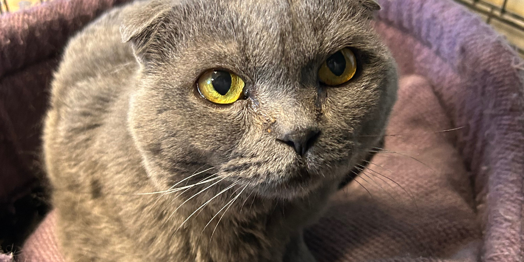 Григ доживает свою жизнь у нас. Из-за больных почек и печени ему всегда нужна помощь