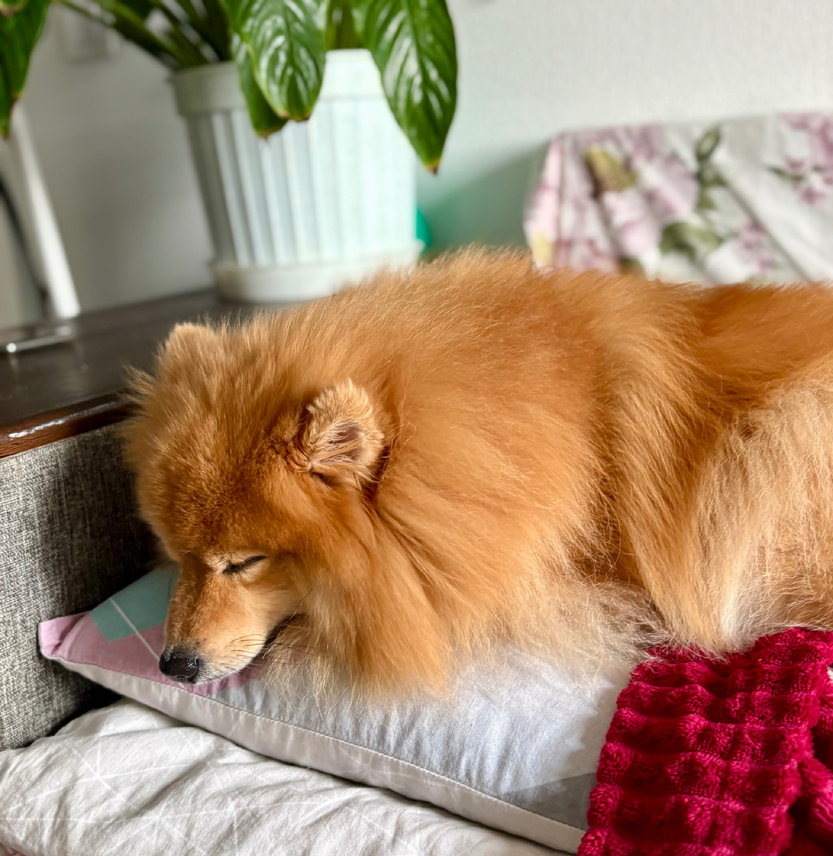 Любимое место для сна - моя подушка 