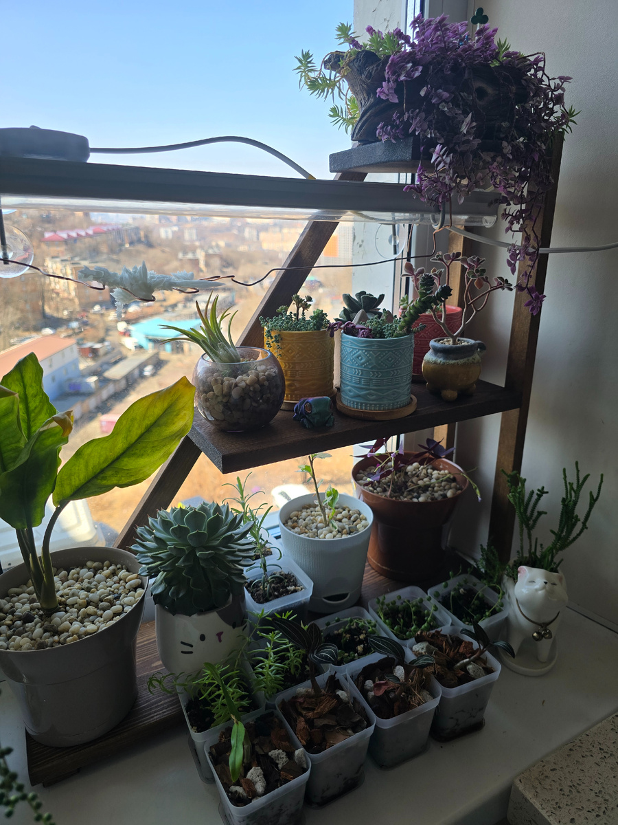 Вот такие красавчики растут у подруги