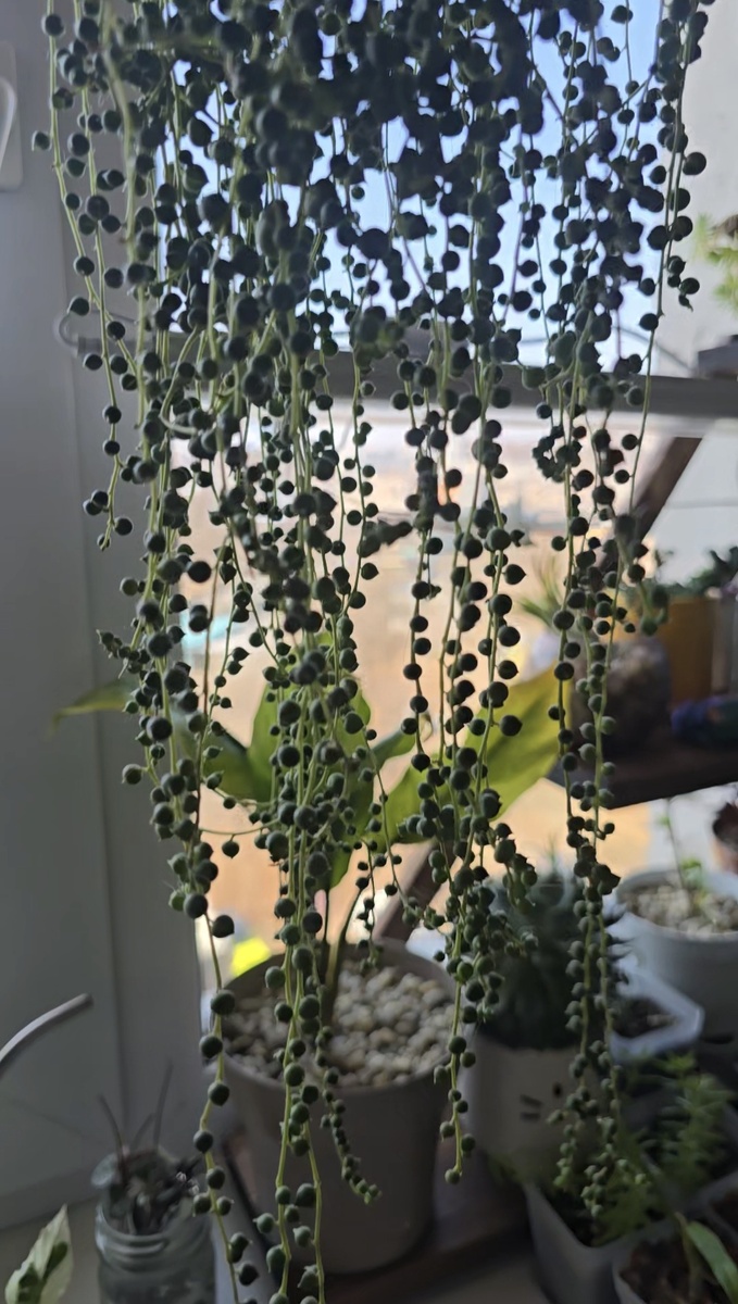 Особенно меня впечатляют эти "водоросли") Она говорит, что они похожи на морской "виноград".