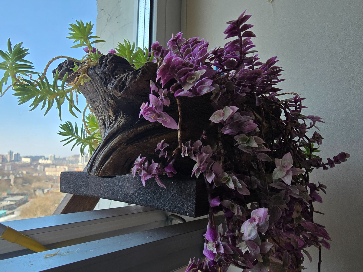 Вот же человек-растение, они палку воткнет и та расцветет!)