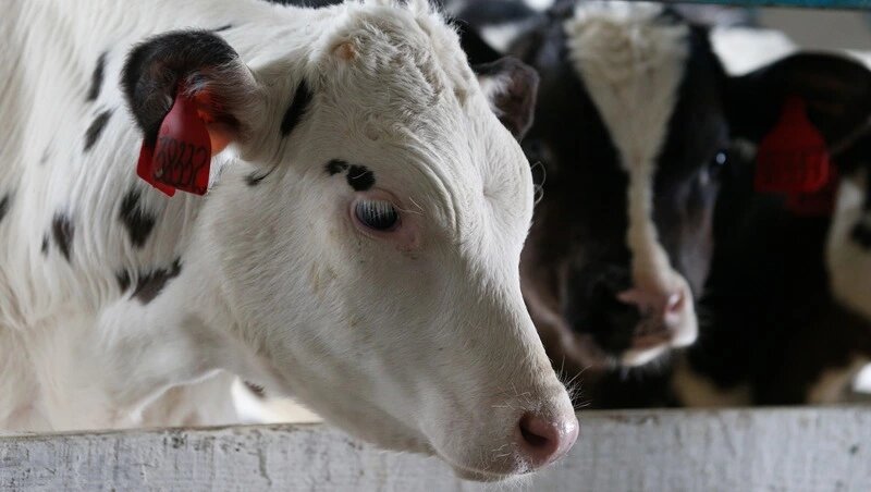      Фото: ИА «Победа26»