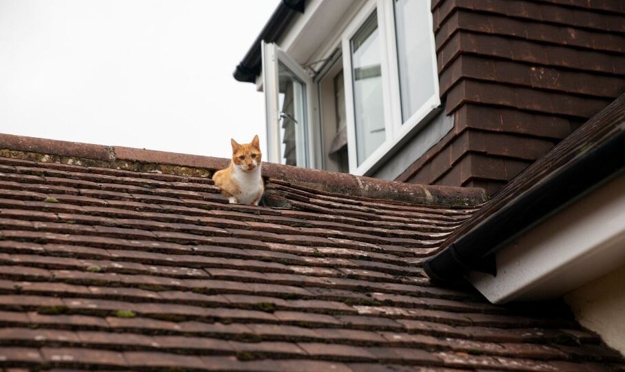 Что делать, если с крыши потекла вода, а УК молчит: инструкция от жилищного надзора