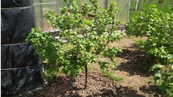 Побеги лезут снова через 2–3 недели после удаления — именно так выглядит второй способ в реальности