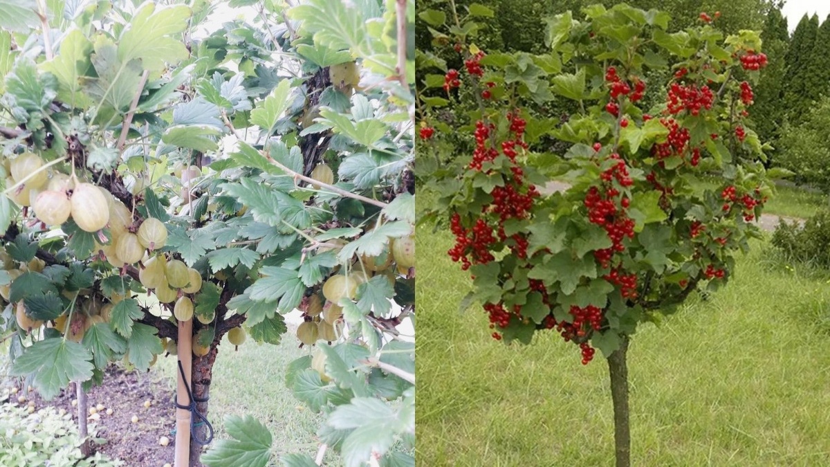 Вот как выглядит результат, к которому я стремился — ровный ствол, крона на виду, ягоды не надо искать в зарослях