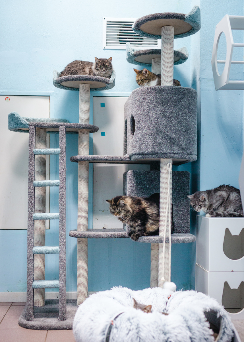 Котики с лейкозом внешне ничем не отличаются от тех, кто имеет отрицательный статус FeLV