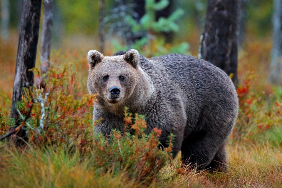    Всемирный день медведя: что рассказали филологи о происхождении названия зверя и поговорок. Фото: Ondrej Prosicky/Shutterstock/Fotodom
