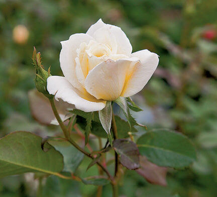 Фото Antique Rose Emporium