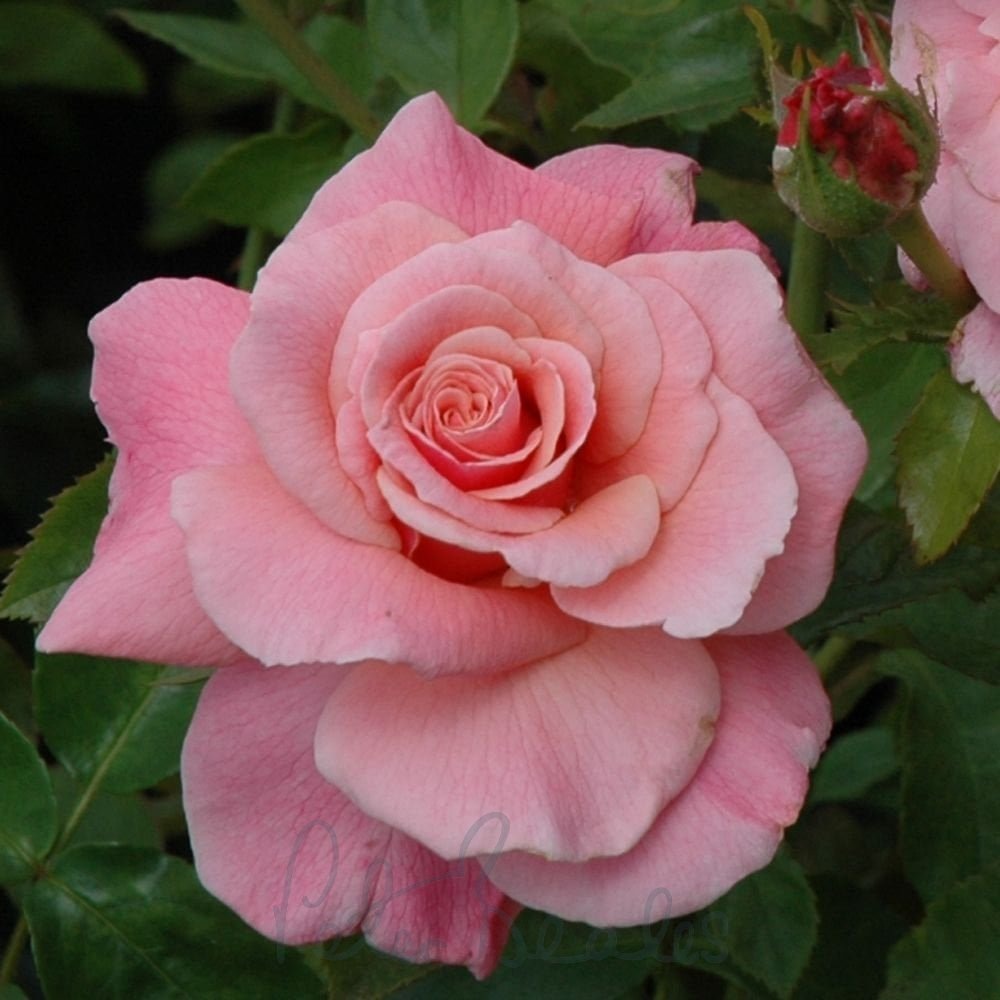 «В восторге!». Фото Peter Beales Roses