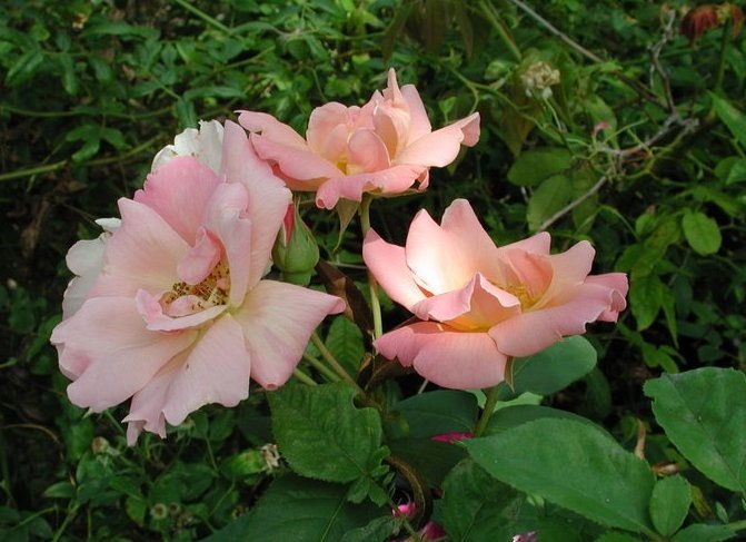 «Майское время». Фото Руперт Ким Л.