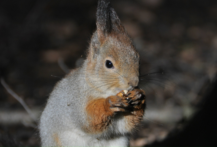 фото: Галина Верещагина/Музей-заповедник «Павловск»