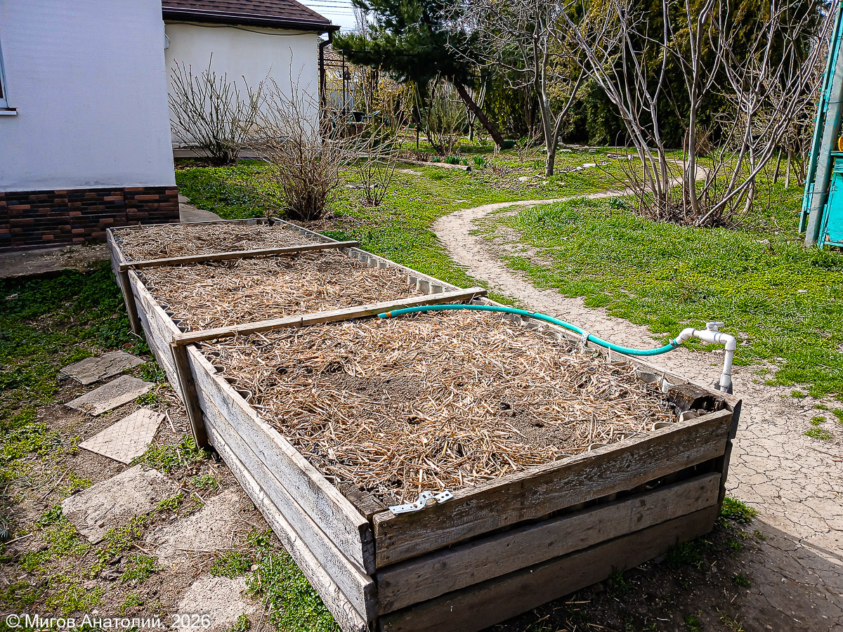 Остатки прошлогодней соломы на высокой грядке.