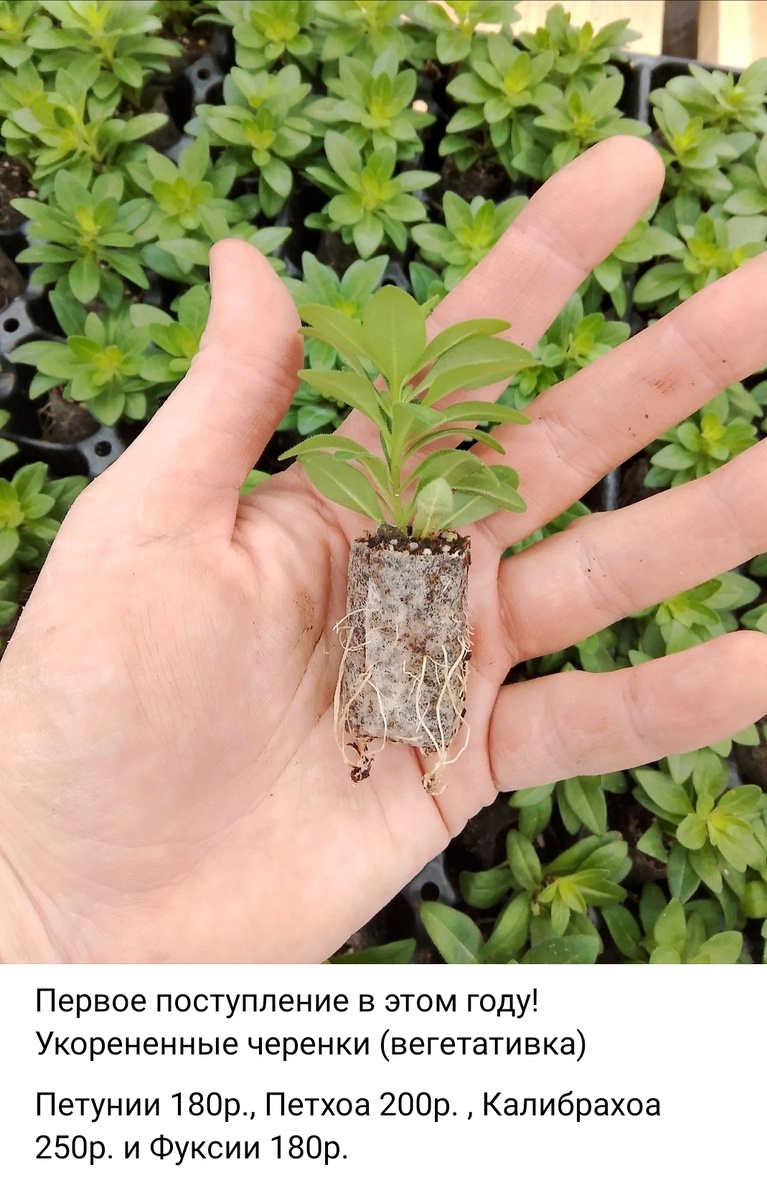 Калибрахоа цены