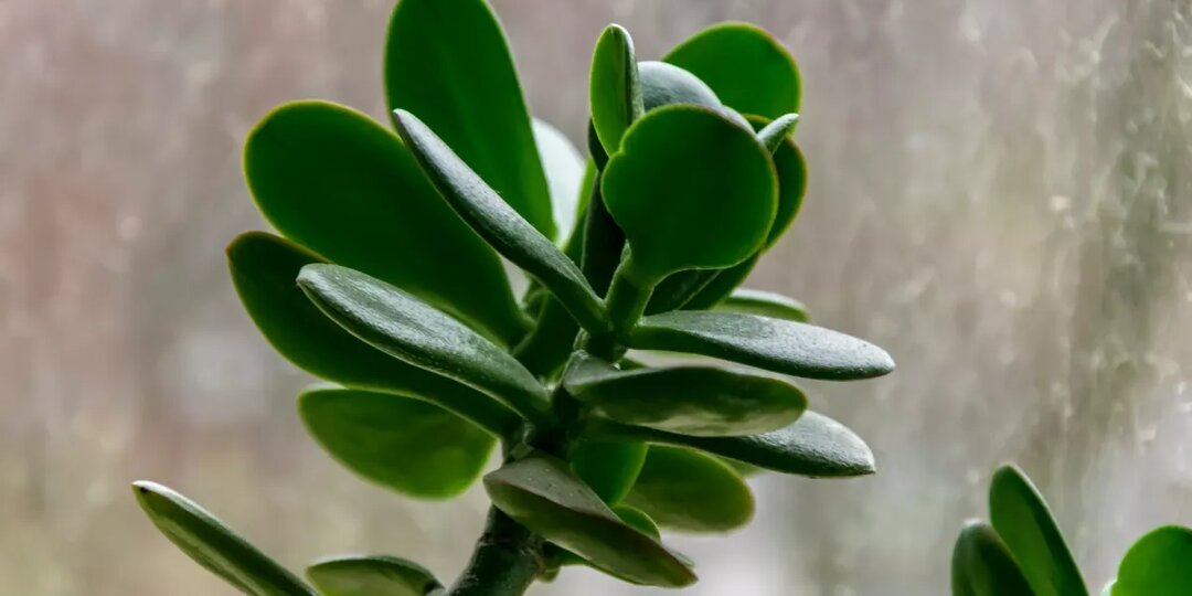 Подкормка толстянки перекисью водорода: простой рецепт для пышного цветения