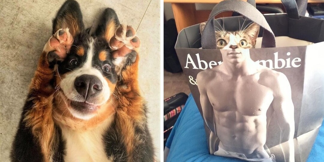 18 фотографий собак и кошек, которые одним своим видом поднимут настроение любому