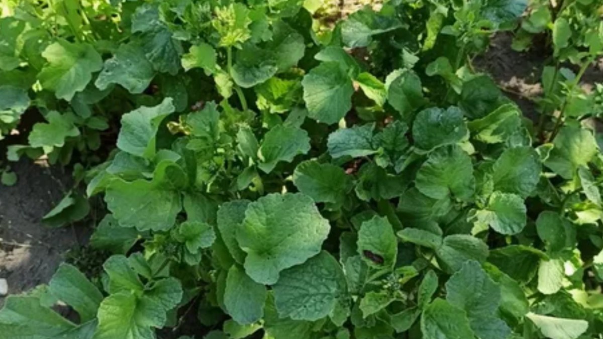 Вот так выглядит редис, который пошел в стрелку. Корнеплода уже не будет — только цветы и семена