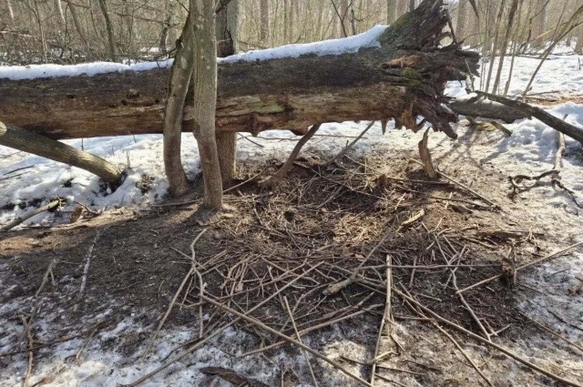    «Спальню» кабанов в заповеднике показали воронежцам