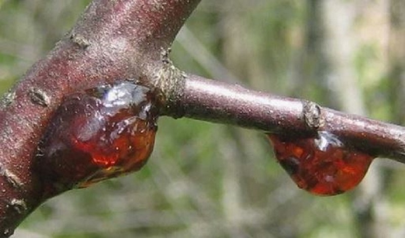Персик плачет смолой: срочно спасать! Как остановить камедетечение и сохранить дерево