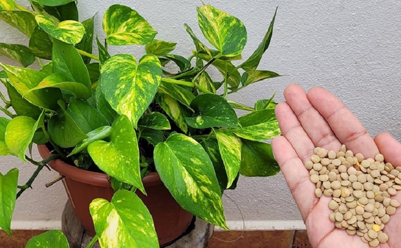 Вода с чечевицей: секрет живой силы для ваших растений, который вы не найдете на полке магазина