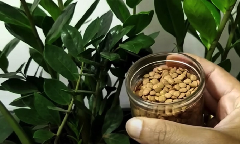 Вода с чечевицей: секрет живой силы для ваших растений, который вы не найдете на полке магазина