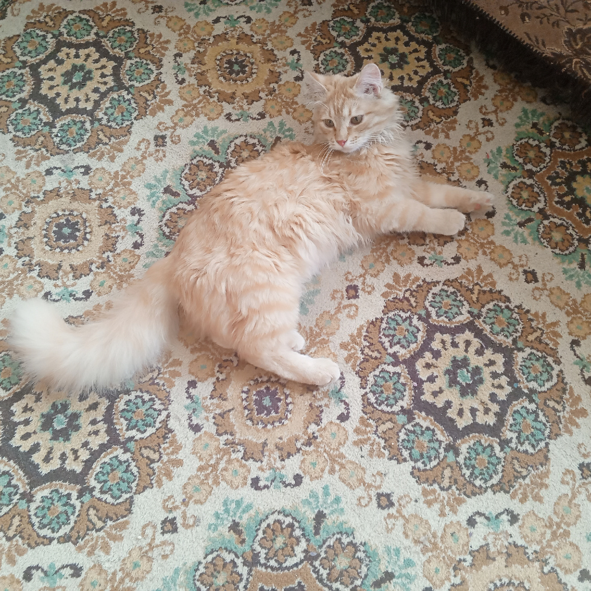 Пока мама Дзен листает, а лежу и отдыхаю