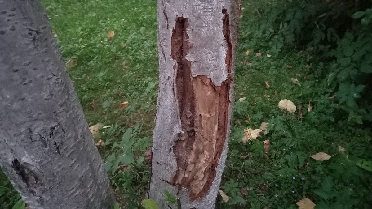 Вот так выглядит кора после сезона с клеем напрямую на стволе — след остаётся надолго