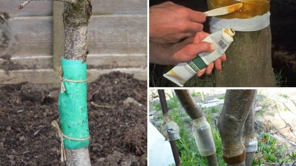 Малярный скотч — подложка, лента для мух — рабочий слой. Клей не касается коры