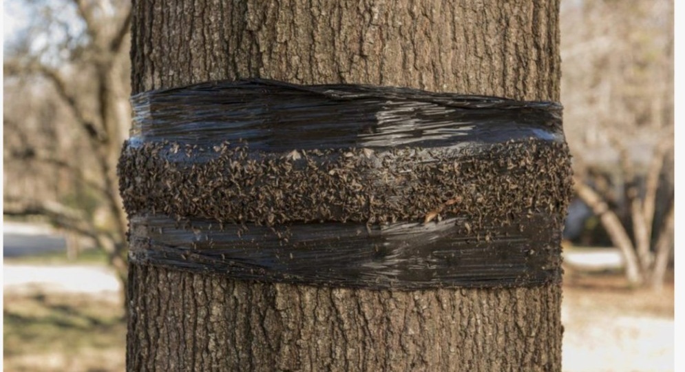 Ставлю ловчий пояс на 4 дерева без клея. Кора не трескается, вредители не лезут