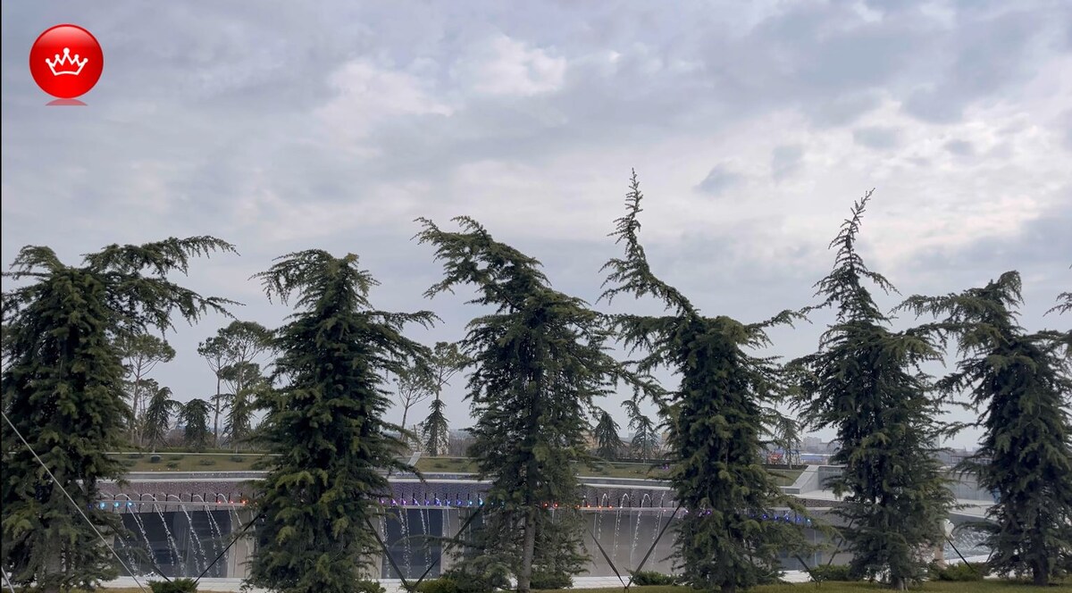 Кедр гималайский