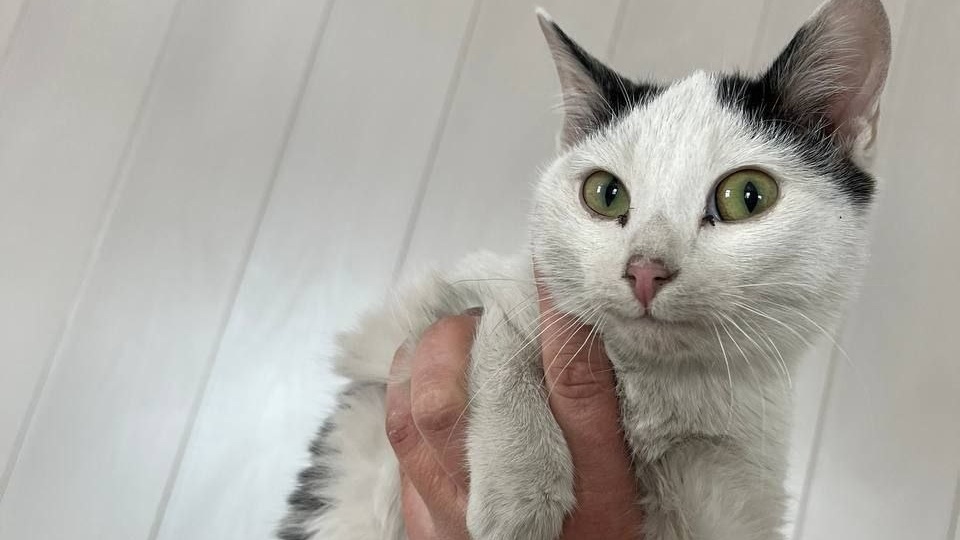 В Красноярском крае полицейские спасли четверых котят