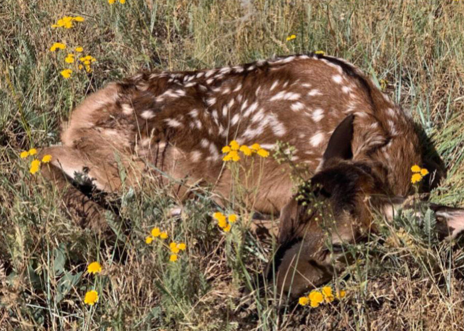    Фото: Официальный Телеграм-канал заповедника «Аскания-Нова»