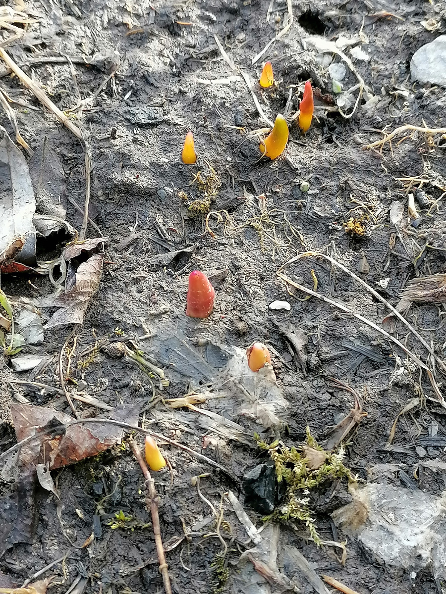 Тюльпанчики вот буквально сквозь снег пробиваются. 