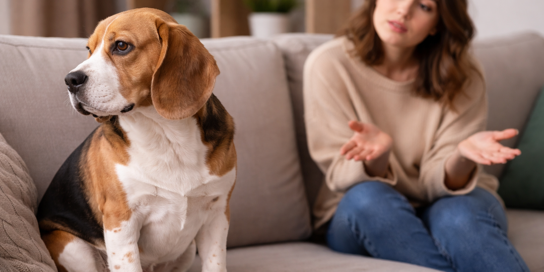 Что происходит с собакой, когда хозяин её игнорирует - это не так просто, как кажется