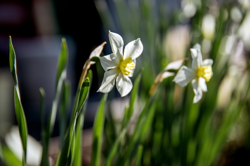    Борьба за воздух: 19-летняя жительница Челябинска рассказала, как выжить весной с тяжелой аллергией и астмой