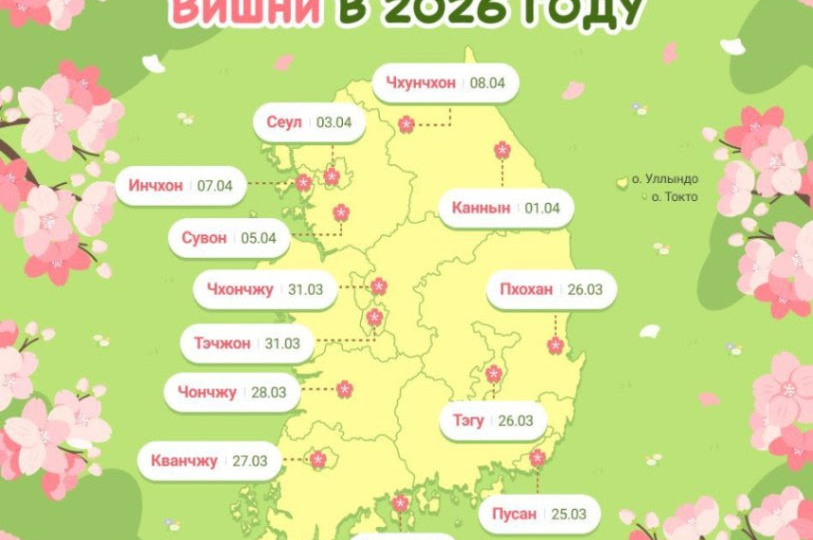 Где распускается вишня или сезон цветения в Южной Корее