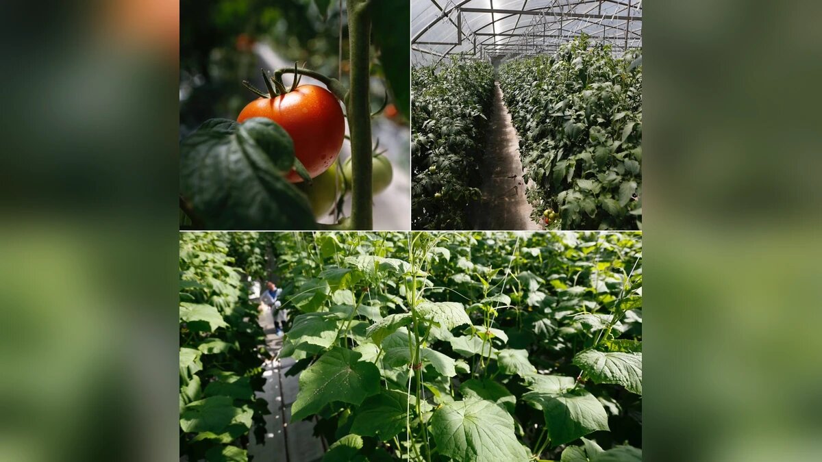    Фото t.me/kondratyevvi