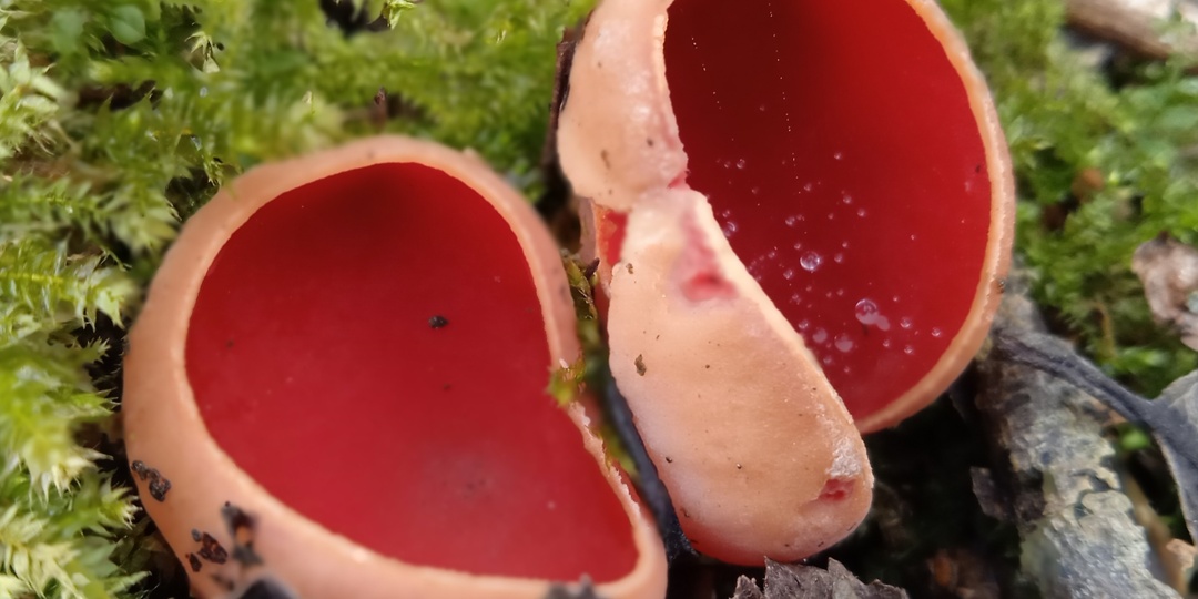 Саркосцифа — огненная чаша под ногами. Знакомьтесь, первый гриб сезона!
