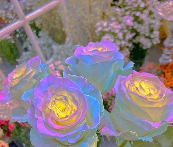 ☆~•°✨🌹✨°•~☆