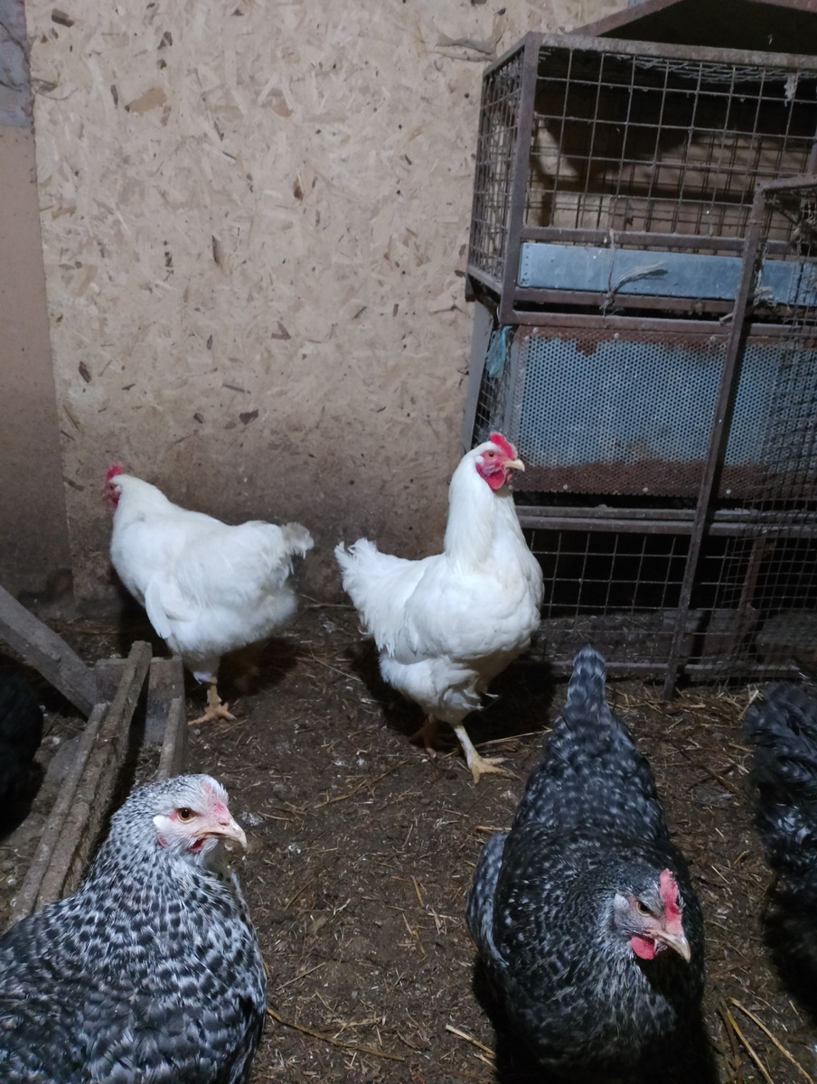 Курочки 