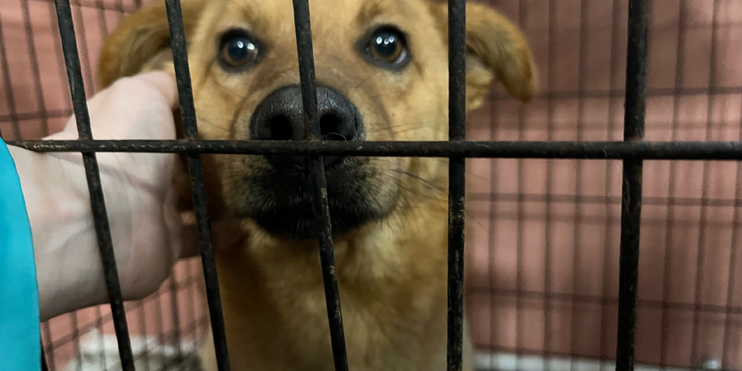 Рыжий лучик надежды: история Стёпы, который очень хочет жить