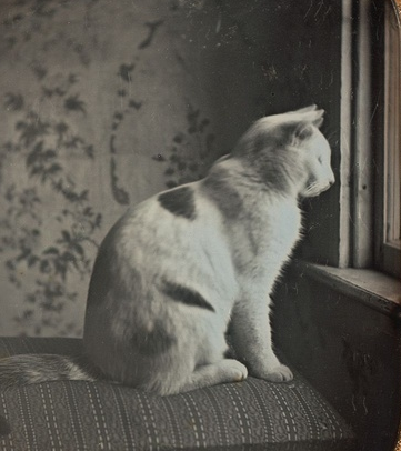 Самое первое фото кота в истории
