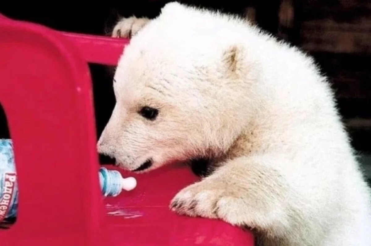    Челябинский зоопарк отмечает 30-летие