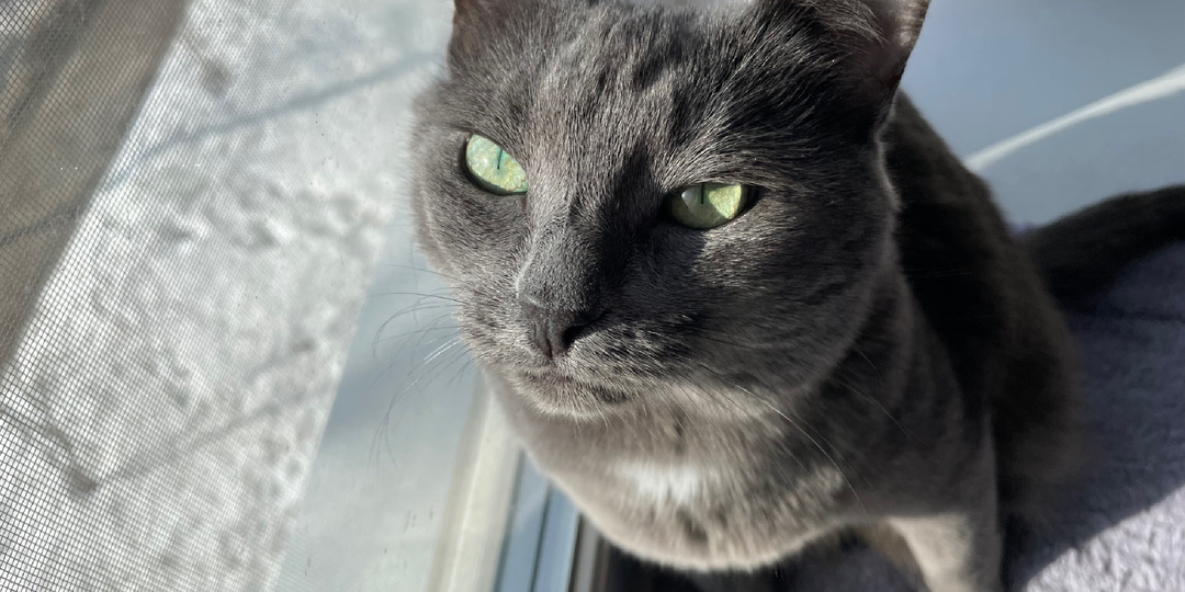 Как я чуть не отучила кошку встречать меня в прихожей