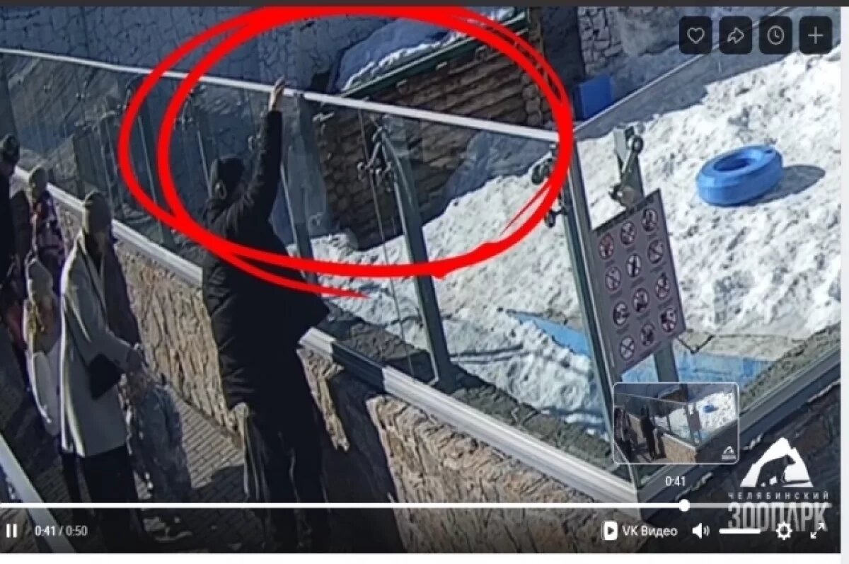    В челябинском зоопарке мужчина накормил белого медведя колбасой в упаковке