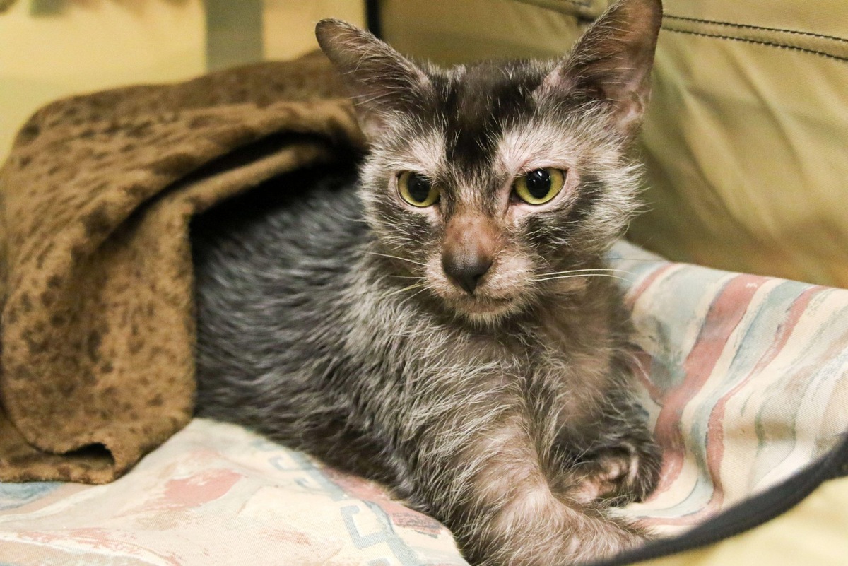    Ликоя можно кормить готовым кормом, натуралкой или смешанно