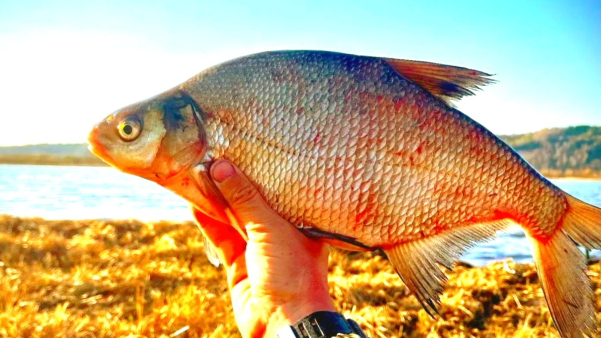 Лещ - желанный трофей в любое время года