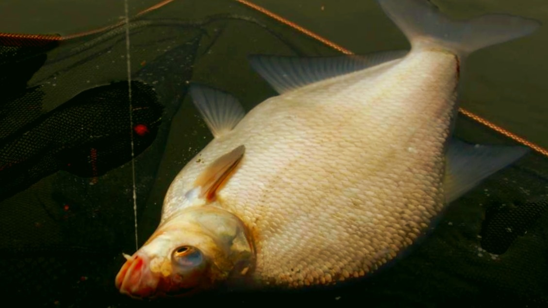 Ловить леща по открытой воде очень интересно