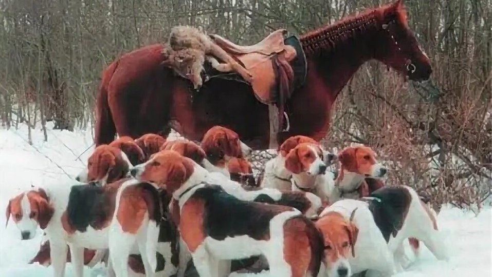 «Стая против стаи: искусство охоты на волков с гончими».