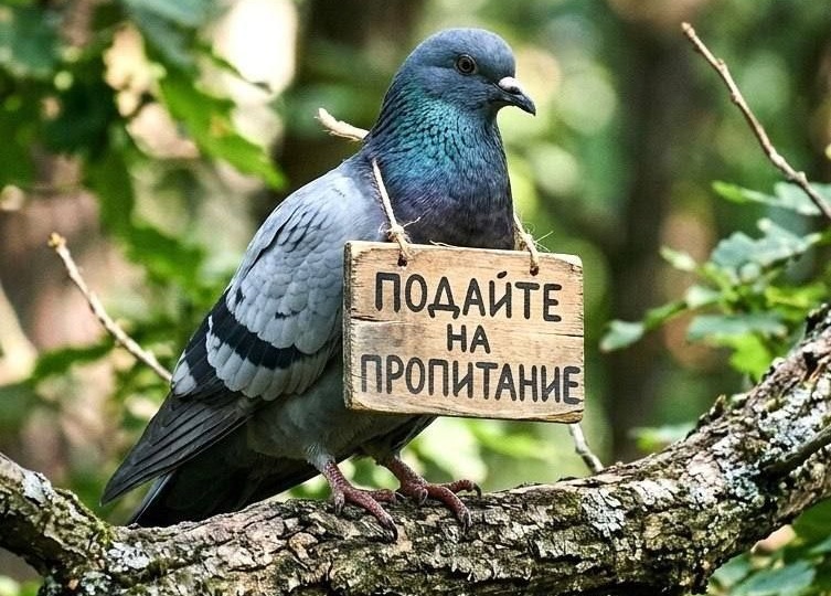 КОРМИТЬ ГОЛУБЕЙ ЗАПРЕЩАЕТСЯ