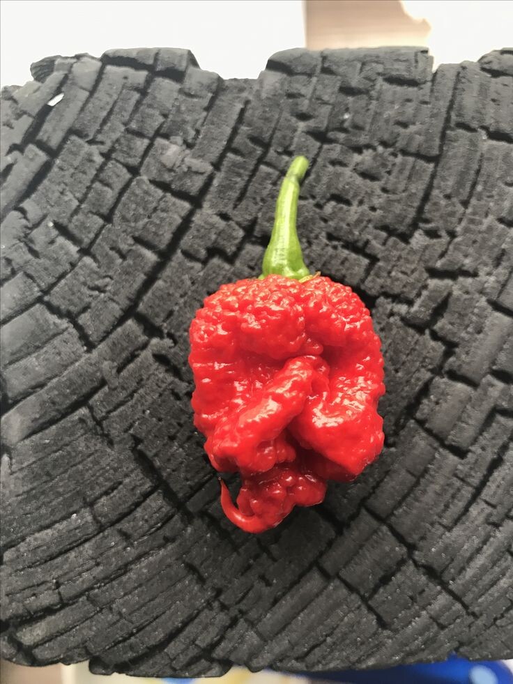 Встречайте короля жгучести: Каролина Рипер (Carolina Reaper)